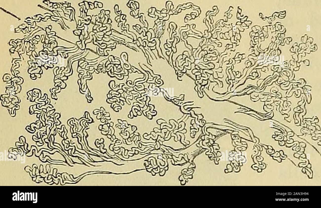 Horse Placenta Treatment Football Clipart