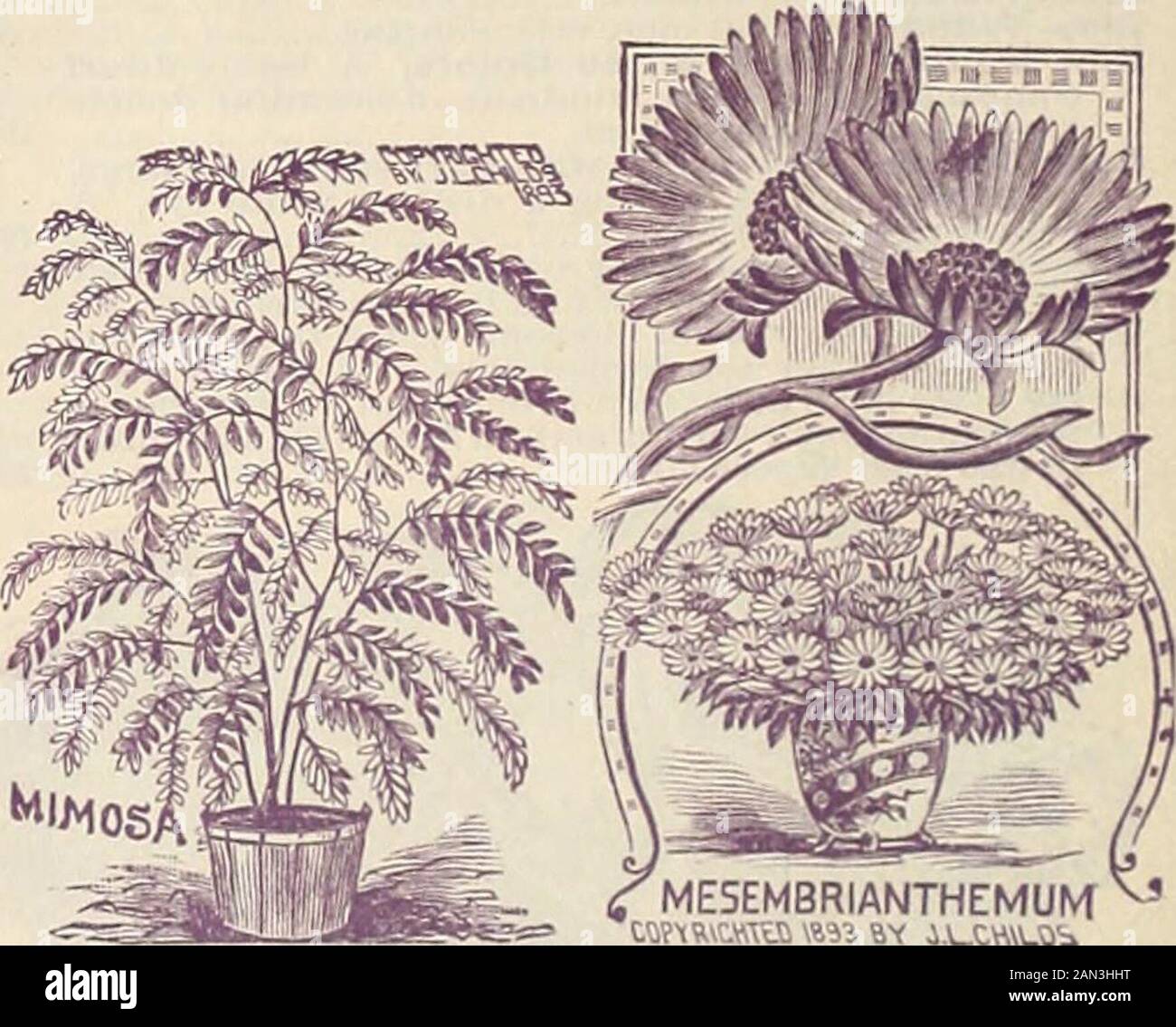 Childs Rare Flowers Vegetables Fruits For 1895 Myositis The Besiutiful Forget Nu Not Is A Synonym For Faithful Ness And Undying Alfection Heanliful For Shady Nks And Niet Beds And Exquisite For Cutting And