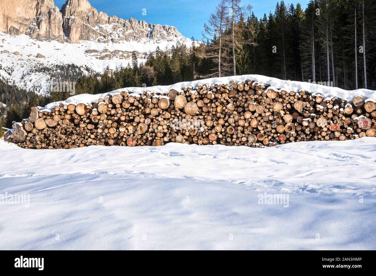 Pile of logs for timber industry with a pine forest in foreground in a snowy mountain scenery on a clea rwinter day Stock Photo
