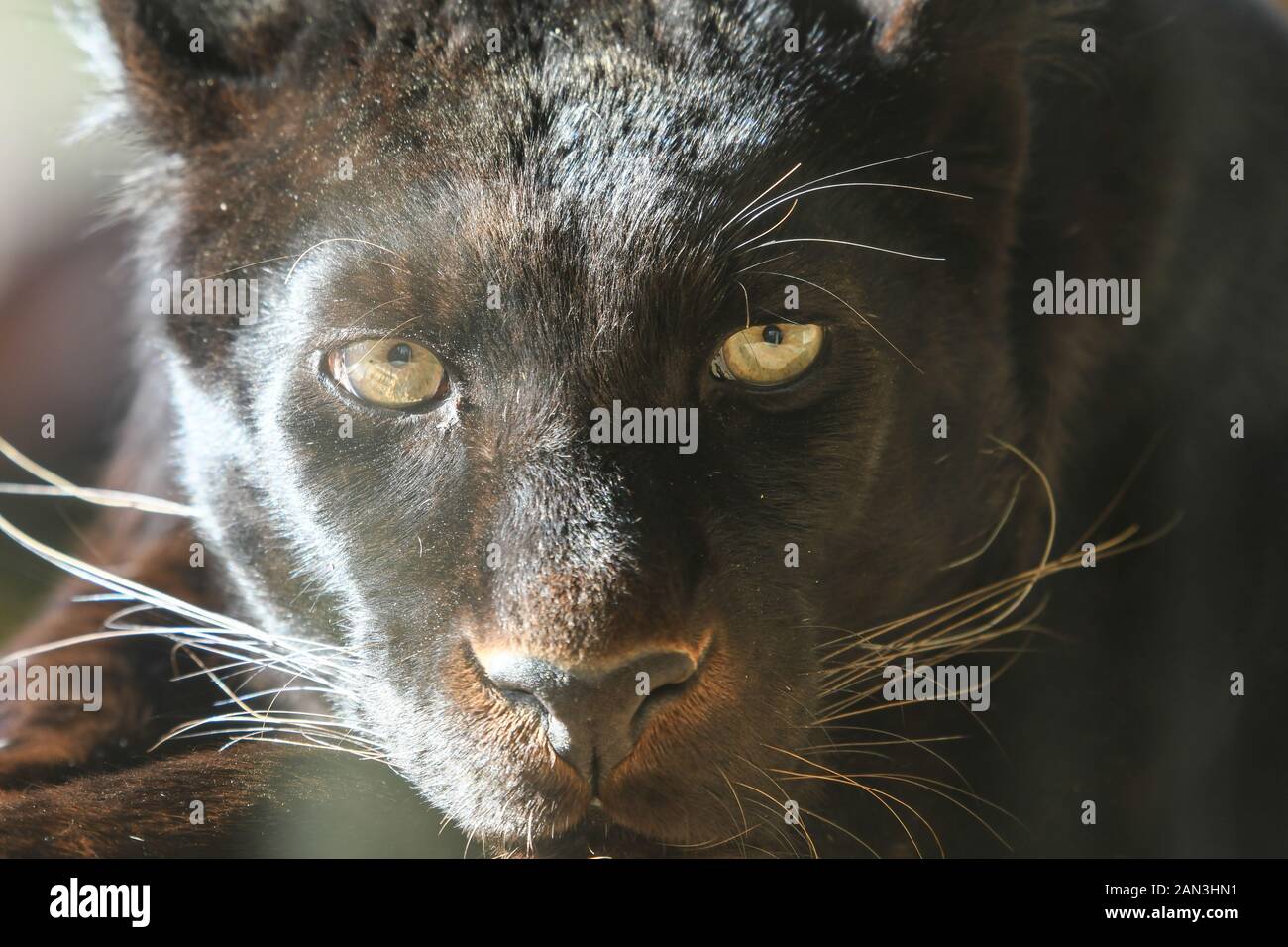 Close-up of a black panther Stock Photo