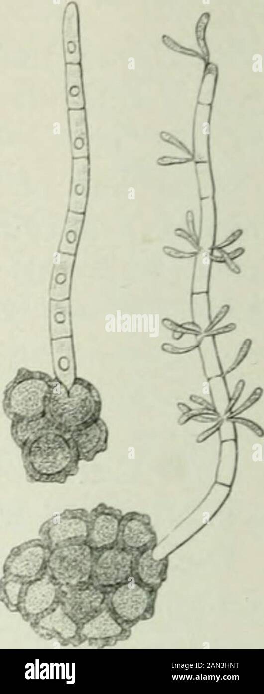 Danish fungi as represented in the herbarium of ERostrup . ricis (Pers.) Magnus, Syn: Uredo car. Pers.Syn. 2  Fl. D. tab. 1437 Fig. 1, Ustilago car. Unger, Syll. VII ^ R90 e ^ Ust. urceolorum Tul., Uredo carpophyla Schum. no 1578,Starbrand (R 04 a ^^). In the fruit of Carex June—August, common especially in Jutland. Carexarenaria. J., Anholt (O. Paulsen 98 282), xhuro, S., L. Carex stellulata. J. Hul-sig!, Gaardbogaard (O. R.), Birgittelyst (Gad), Staby (Jeppesen); S. LyngeKro (A. Lge); B. Paradisbakkerne. Carex sfricta. J. Damgaard (J. P. F. Bang).Carex Goodenoughii. J. Skagen!, Hulsig!, S. Stock Photo