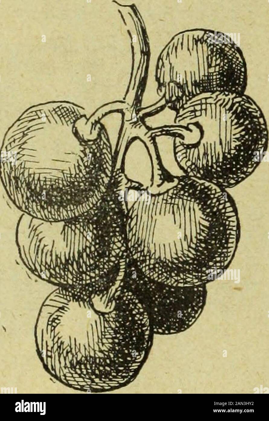 Revue de viticulture : organe de l'agriculture des régions viticoles . Fig. 100. — A droite, Portion dailerondune grappe de Cet précoce de Tours; àgauche, Grain isolé, grosseur nature. 1 189 ! jt981 8.504.4221.40 rouge 9.504.3021.80 rouge Acidité (en SO-fP) Pouvoir colorant daprès la gamme des REVUE DE VITICULTURE Stock Photo