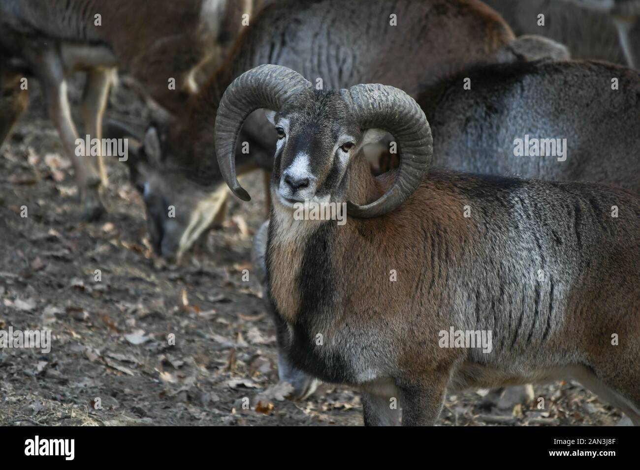 Mouflon male, with great antler Stock Photo