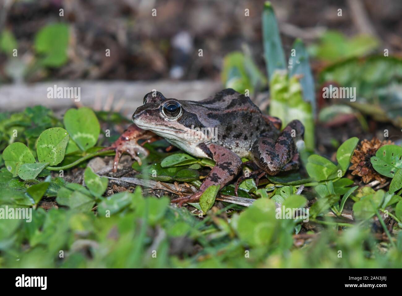Close-up of common frog Stock Photo