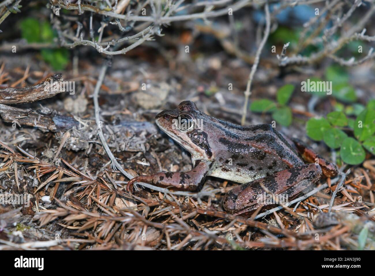 Close-up of common frog Stock Photo