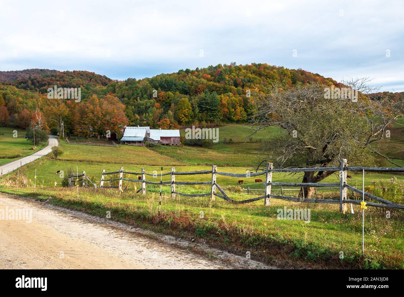 Farm at the foot of a wooded hill on a cloudy autumn day. A fenced grasy field with Cattle is in foreground. Stock Photo