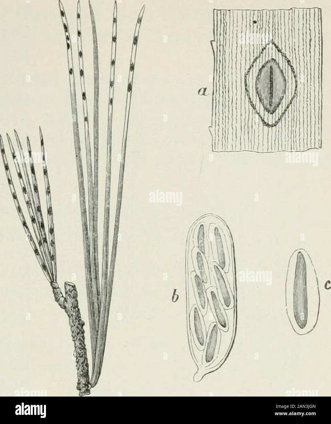 Danish fungi as represented in the herbarium of ERostrup . ascus, -j- and a sinjle ascospore -p. From K 02 a. Scirpus lacustris. S.Sj3els0, Hvals0lilles0,Tjustrupso; L. Nester-borg So. 528. Hypodermacommune (Fries)Duby, Syll. II ^««,Rehmllp2 Syn:Hy-sterium com. Fries S.M. II ^^^ Hyst. arte-misiae Schum. nol259,Fl. D. tab. 1820 fig. 2,Almindelig Spraekke-svamp (H 37 «, R69). On stems of Pisumsativum. F. Klingstrup.Parietaria erecta. F. Skaa-rup. Lycopus europaeus.F. Skaarup. Valerianaofficinalis. Thuro. 529. Hypodermavirgultorum de Can-dollc.Syll.ir^Rehm III 32 a 1247 ^ j^oj^ Salix caprea. S. R Stock Photo