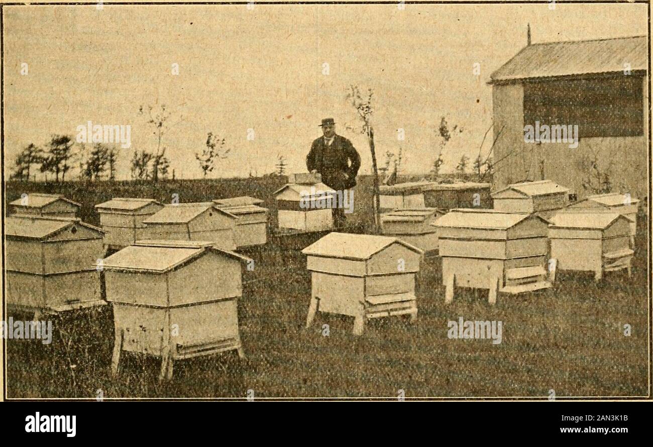 British bee journal & bee-keepers adviser . nd honey sold. Imay .say that only swarms and stocks areallowed to have a look-in so far asregards my apiary. Driven lots andforeign bees I wont deal with at any price ;my experience with that class of stock isanything but profitable. Foreign bees Ihave had from our best dealers and paid abig price for them, yet after years of work section-rack on top yielded me 168 first-class sections in 1900. On several occa-sions I have taken over 100 sections from asingle hive. I find that a showery seasonsuits us best here, as we get more of thewhite clover blo Stock Photo