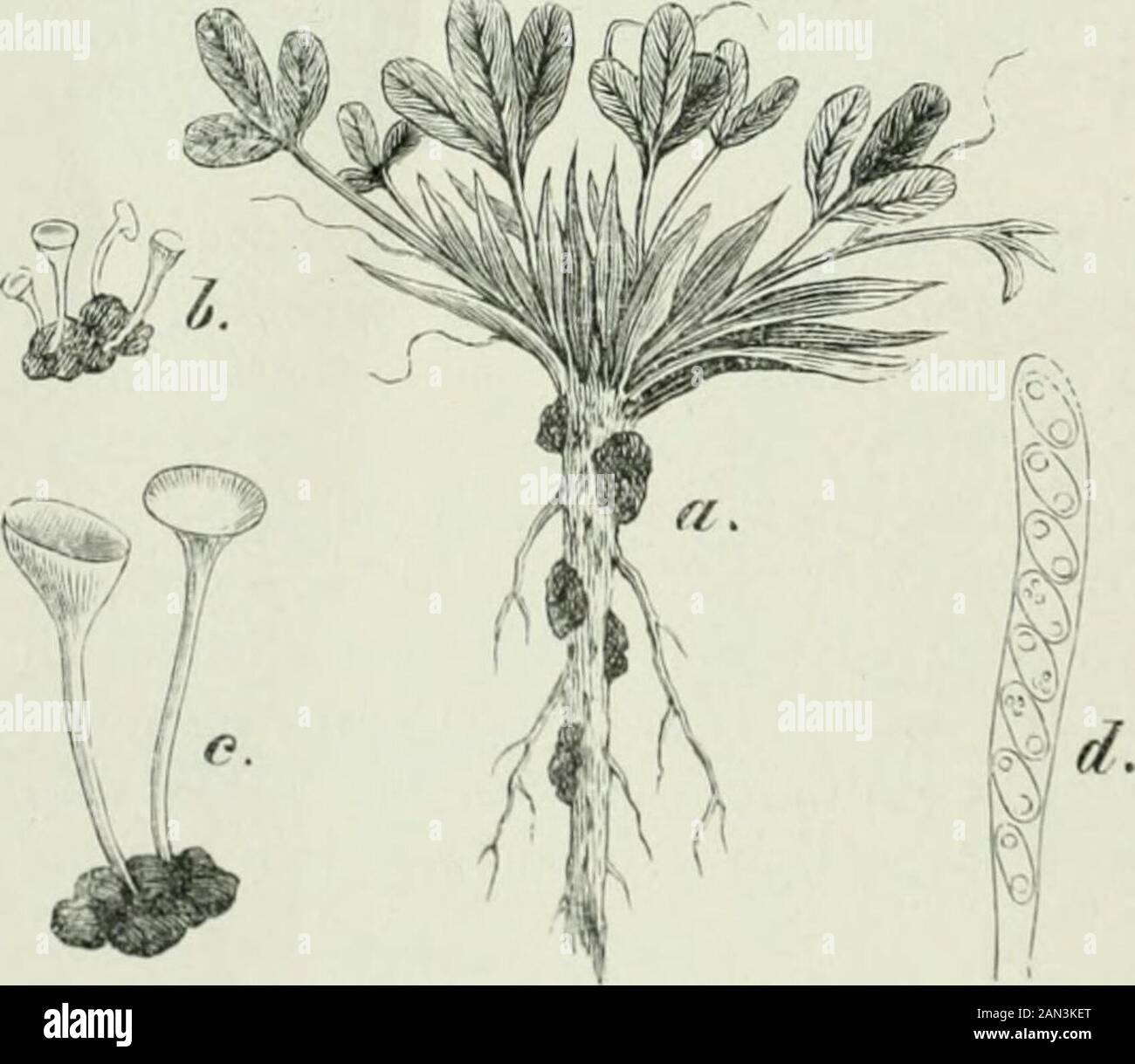 Danish fungi as represented in the herbarium of ERostrup . rsvamp (H. 37^^^), Knoldet Langfod (Sev. P.), Knol-det Baegersvamp (R 69 ^ 71 a ^ 79 d ^o), Anemonens Knoldbaeger-svamp (R 04 a ^^o). Not uncommon, April—May. Anemone nemovosa. J. Krabbesholm Skov!, Aarhus (1766 Holmskj.), Nebs-agerl; F. Skaarup, Klingstrup, Vejstrup Aaskov (R79d20); S. Geelskov (L. K.R.), Jonstrup Vang, Ermelunden (O. R.), Boserup (L. K. R.); Falst. Nykebing(C. H. O.). Anemone sp. cult. S. Kobenhavn (M. Lorentzen see R 02 a ^^?). 318. Sclerotinia trifoliorum Er., Syll. VIII ^ Rehm III ^ R02 a ^^ c. icon., Kloveren Stock Photo