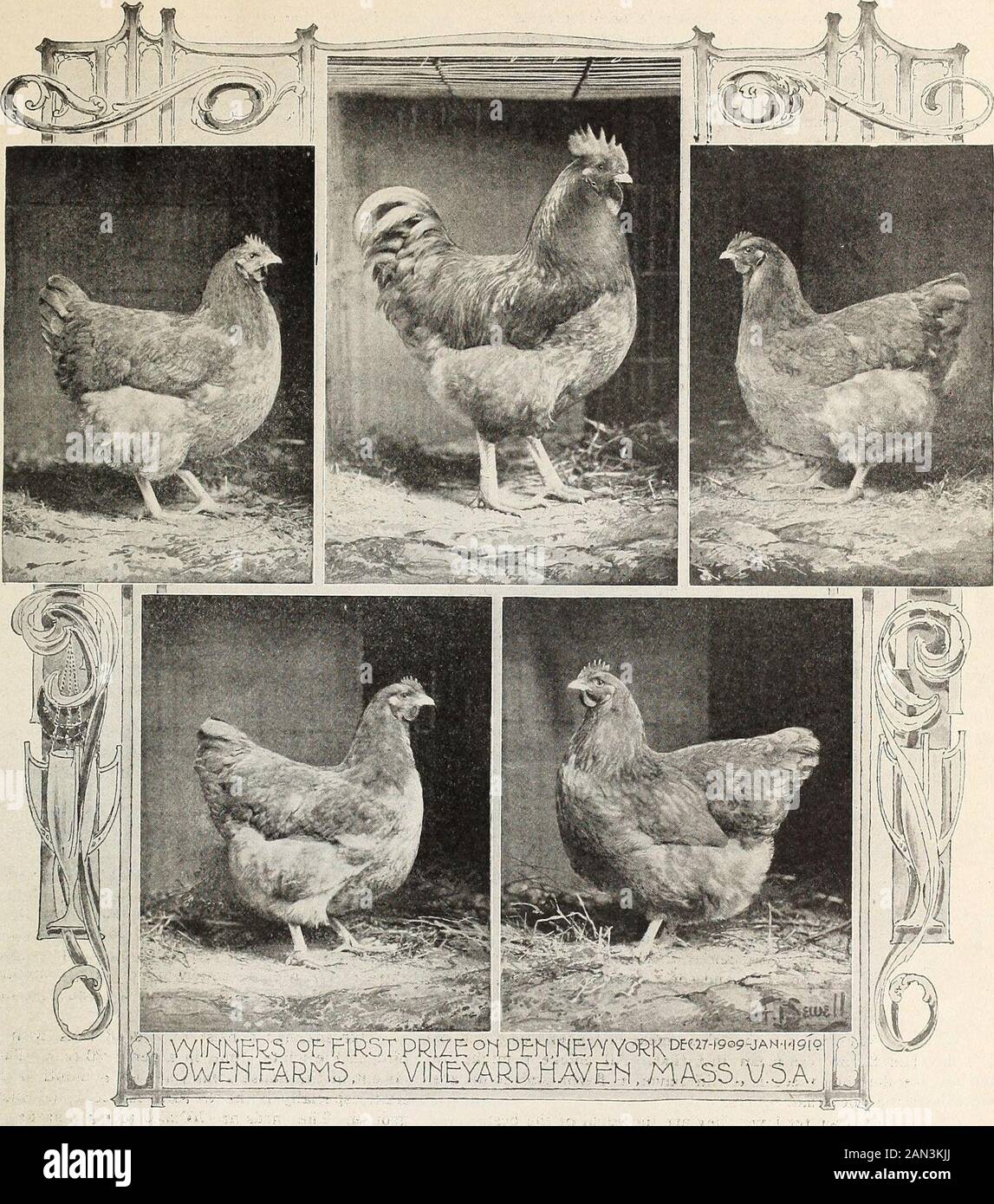 Standardbred Orpingtons, black, buff and white, their practical