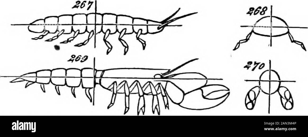 The principles of biology . ot strongly marked. The form deviates but little fromwhat we have distinguished as triple bilateral symmetry: ifthe creature is cut across the middle, the head and tail endsare very much alike; if cut in two along its axis by a hori-zontal plane, the under and upper halves are very muchalike ; and if cut in two along its axis by a vertical plane,the two sides are quite aKke. Figs. 263 and 264 will makethis clear. Such creatures as the Julm and the Centipede, may be taken as showing a transition to doublebilateral symmetry. Besides being divisible into exactlysimilar Stock Photo