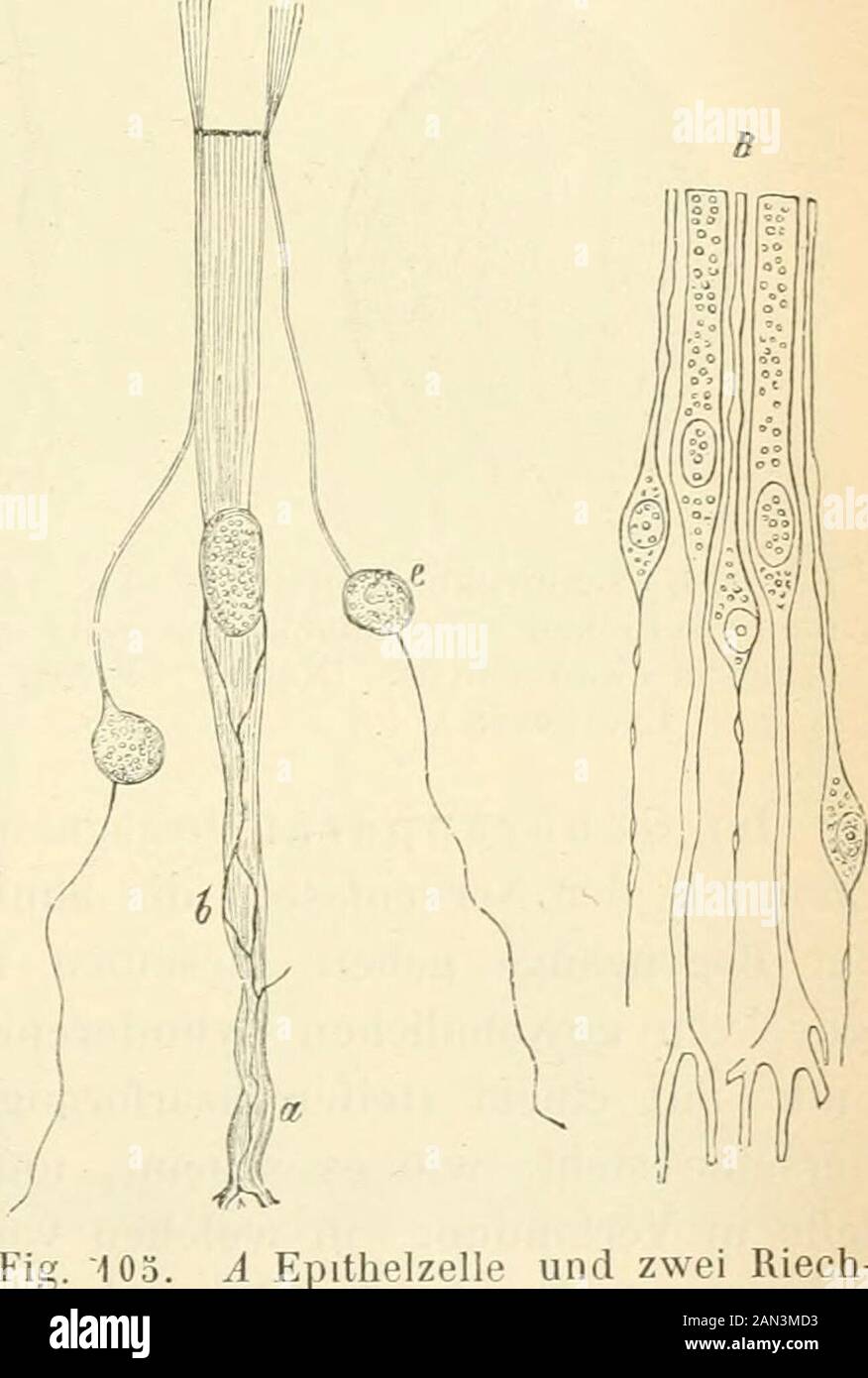 Grundzüge der physiologischen Psychologie . förmigen Vertiefungen der Schleimhaut,welche von einer eigenthümlich gestalteten Fortsetzung des Epithels aus-gekleidet werden. Die in diesen Vertiefungen, den Schmeckbechern oderGeschmacksknospen (Fig. 106), ge- a lagerten Epithelzellen, die soge-nannten Deckzellen, sind von spin-delförmiger Gestalt Fig. 1076); indem von ihnen umschlossenen Hohl-raum finden sich dann die eigent-lichen Geschmackszellen (ebend. a).Diese sind ebenfalls spindelförpaig,unterscheiden sich aber theils durchihren größeren Kern, theils durchstark verjüngte Fortsätze, in welc Stock Photo