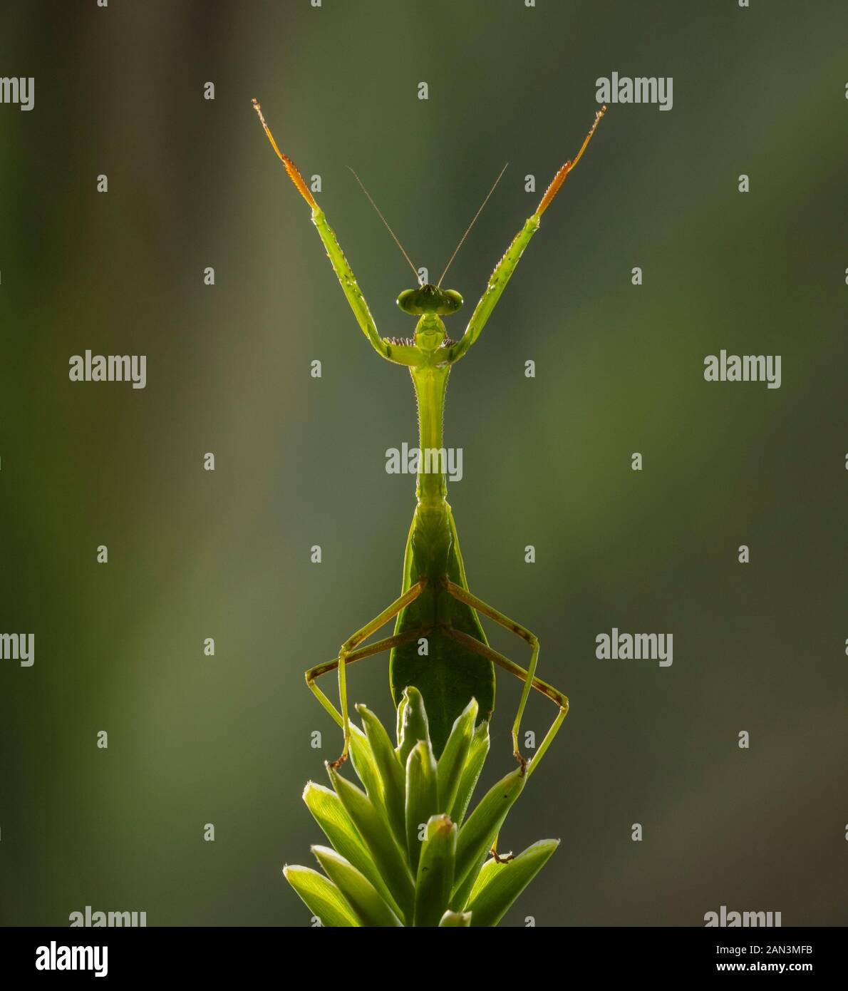 A praying mantis standing on a flower with arms stretched Stock Photo