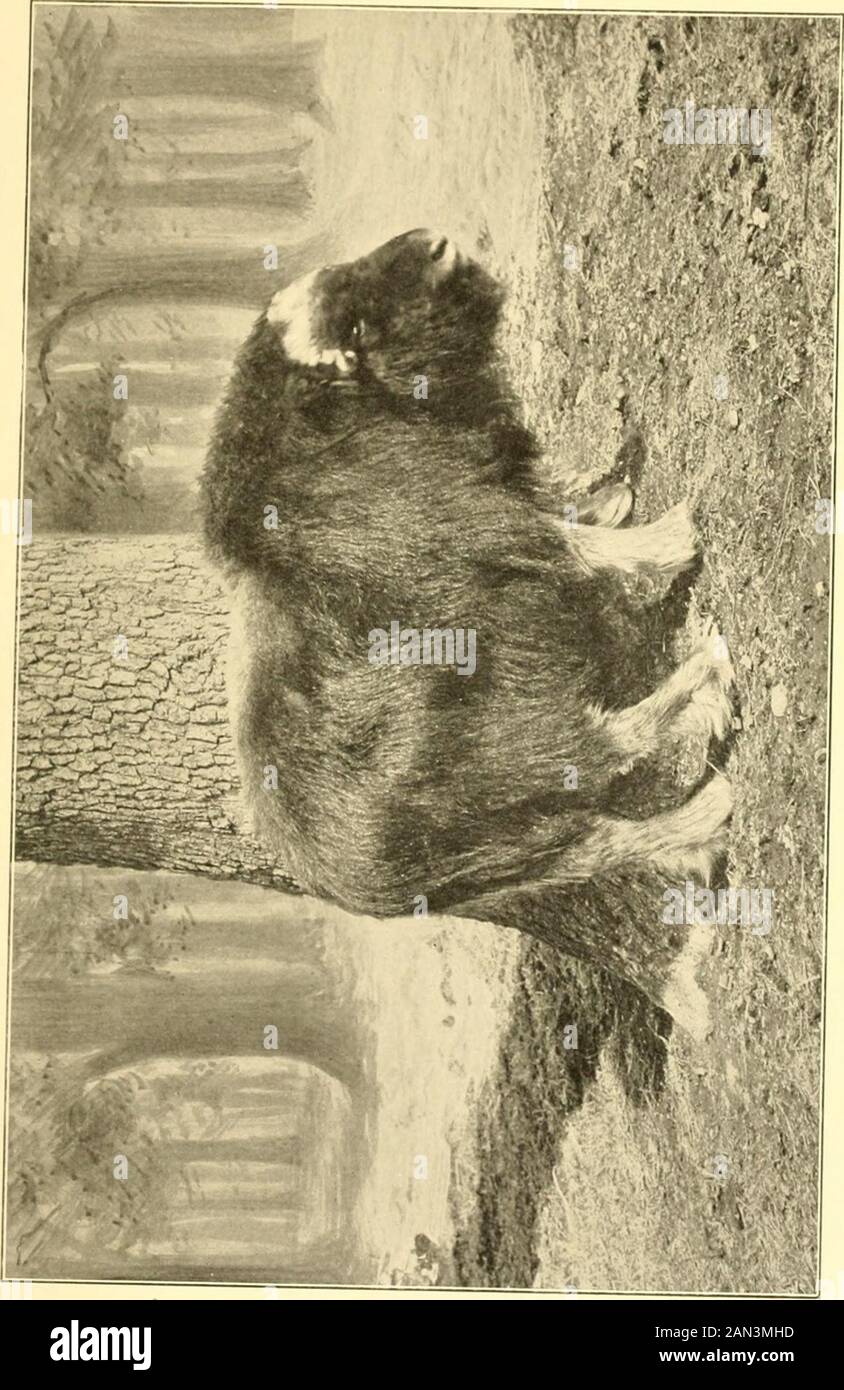 Musk-ox, bison, sheep and goat . of horn and thick-ness of the boss. Indian  hunters who saw it, atall events, considered it most unusual. It meas-ures  IIJ by 27J; width of crevice,