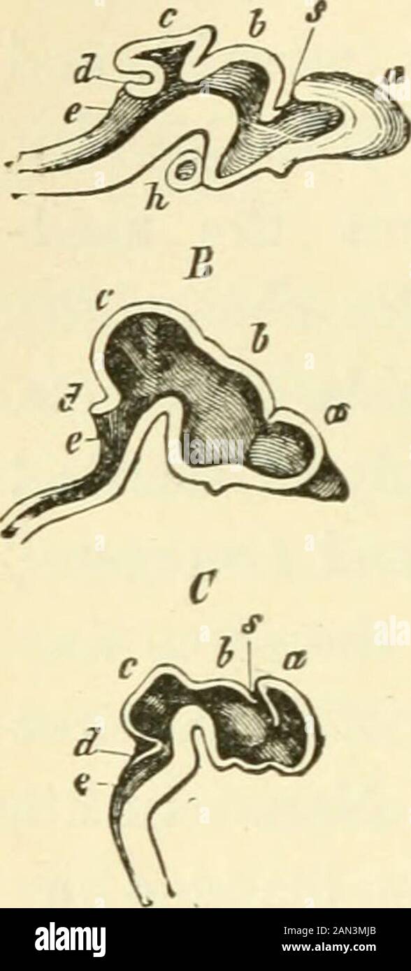 The evolution of man: a popular exposition of the principal points of ...