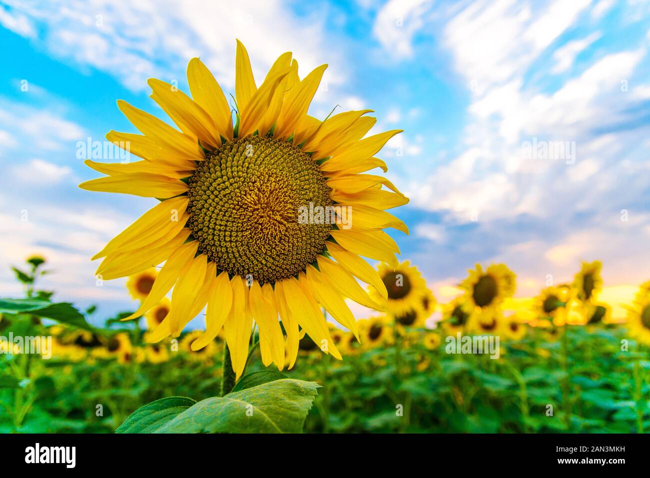 Sunflower fields sunset on hi-res stock photography and images - Alamy