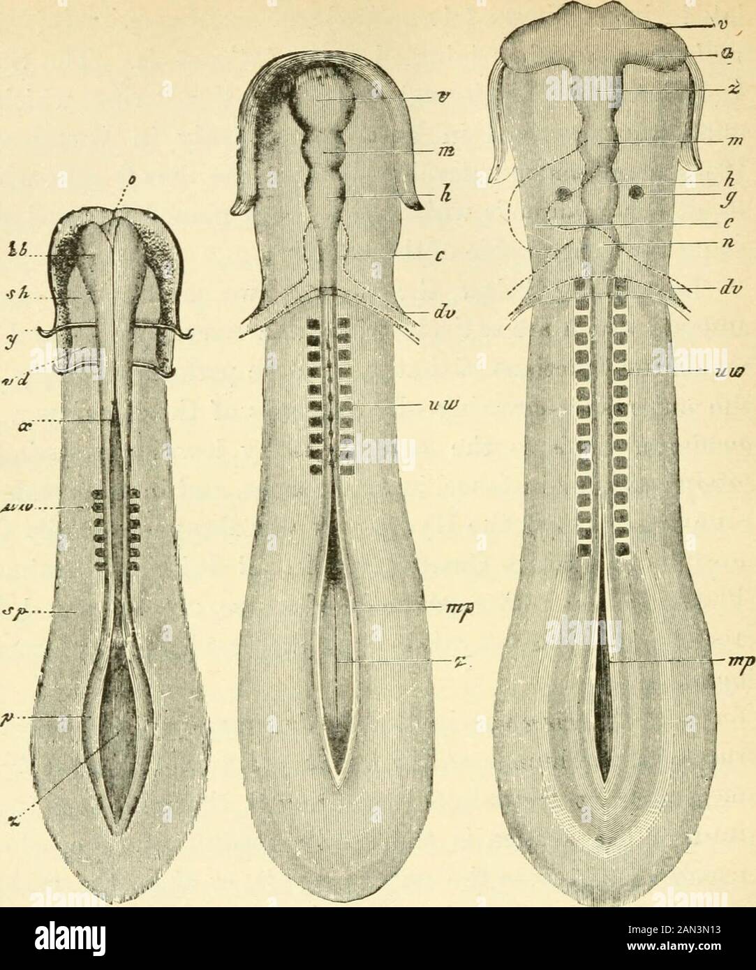 The evolution of man: a popular exposition of the principal points of human ontogeny and phylogenyFrom the German of Ernst Haeckel . s also undoubtedly thecase in all extinct Gastrseads. In all Primitive Animals(Protozoa) the nerve-system is, of course, unrepresented, forthese have not as yet attained to the development of germ-layers. In considering the individual development of the nerve-system in the human embryo, we must first of all start fromthe important fact already mentioned, that the first rudi-ment of the system is the simple medullary tube, v/hichdetaches itself from the outer germ Stock Photo