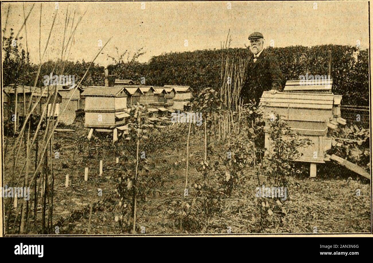 British bee journal & bee-keepers adviser . hat he mavbe long spared to make converts, whowill, like the others, prove good and use-ful recruits to the craft. He says : — As requested, I will try and give a fewdetails of my bee-keeping, about whichmuch might be written, as my early experi-ence harks back to the seventies. My in- alas! my first lot of bees soon died fromexposure, through constantly opening thehive. I determined^ however, to startagain, and in the following spring pur-chased a strong skep, and transferred themto the frame hive, from which I obtainedmy first honey, and from that Stock Photo