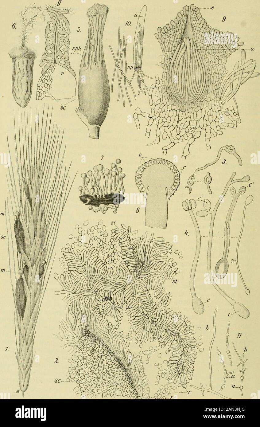 Handbuch der Pflanzenkrankheiten . n-chungen, die durch die Sphacelia-Fruchtform hervorgerufen sind.Fig. 32, 5 zeigt dann den älteren Zustand, an dem an der Basis dasDauermycel sc bereits sich ausgebildet hat, während an der Spitze dieBildung der Konidien sj^h noch fortdauert. Einen Querschnitt durchein Sphacelia-Lager zeigt Fig. 31, 3. Am Schlüsse dieser ersten Phaseseiner Entwicklung hat dann der Pilz in jeder Blüte ein hornartiges,dunkelviolettes, fast schwarzes G-ebilde hervorgebracht, das man alsMutterkorn bezeichnet. Als man den Zusammenhang mit der Asken-form noch nicht erkannt hatt&lt; Stock Photo