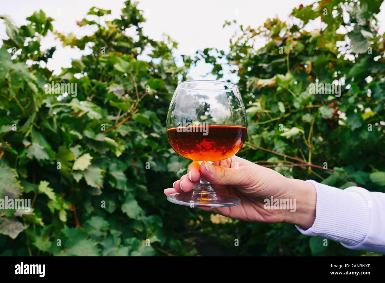 Cognac in a glass on the background of a grape garden outdoor. Girl holds a cognac glass in the grape fields background. Alcohol tasting. Snifter with Stock Photo