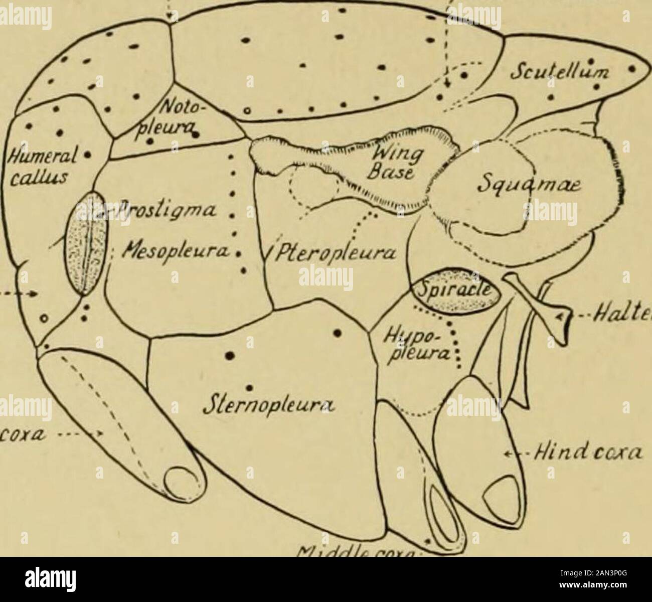 Handbook of medical entomology . the basal two-thirds. i. Base of the antennae ventrad of the middle of the eye; eyesof the male nearly contiguous; gense hairy; secondabdominal segment with median marginal macrochaetae;two, rarely three, postsutural intraalar macrochaetae.Squamula thoracalis dorsally with long black hairs; malehypopgium two-segmented, large, projecting; clawsand puUvilli of the male elongate; three strong stemo-pleural macrochastae; genae at least half the width of theeye; buccae (cheeks) half the height of the eyes; ovivi- parous. 0. sepulcralis. Europe Onesia R. D. Dorsal su Stock Photo