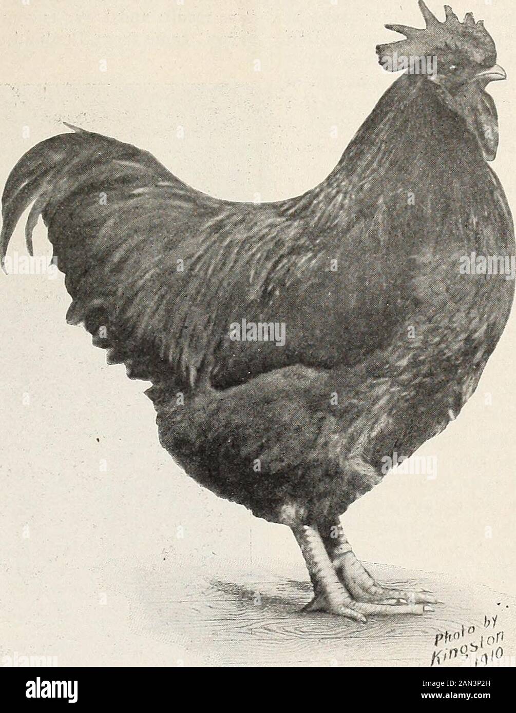 Standardbred Orpingtons, black, buff and white, their practical