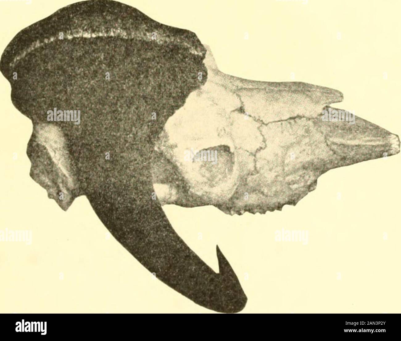 ox, bison, sheep and goat . SIDE VIEW โ(Owtoi Wardi). SIDE VIEW ... Biology Diagrams