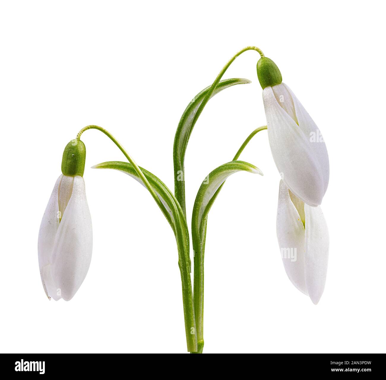 snowdrop isolated on white background Stock Photo