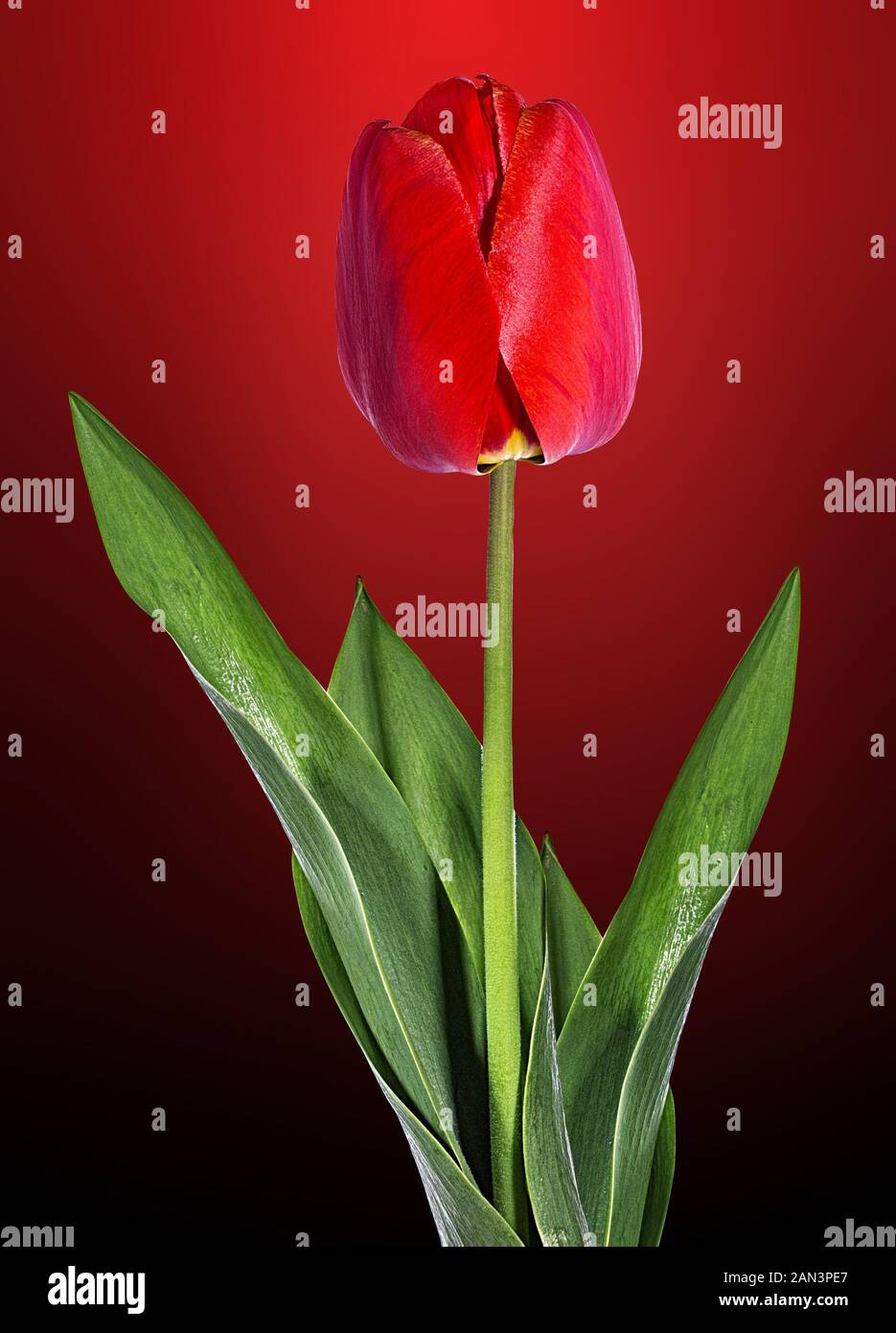 Spring tulip red in a morning garden Stock Photo - Alamy