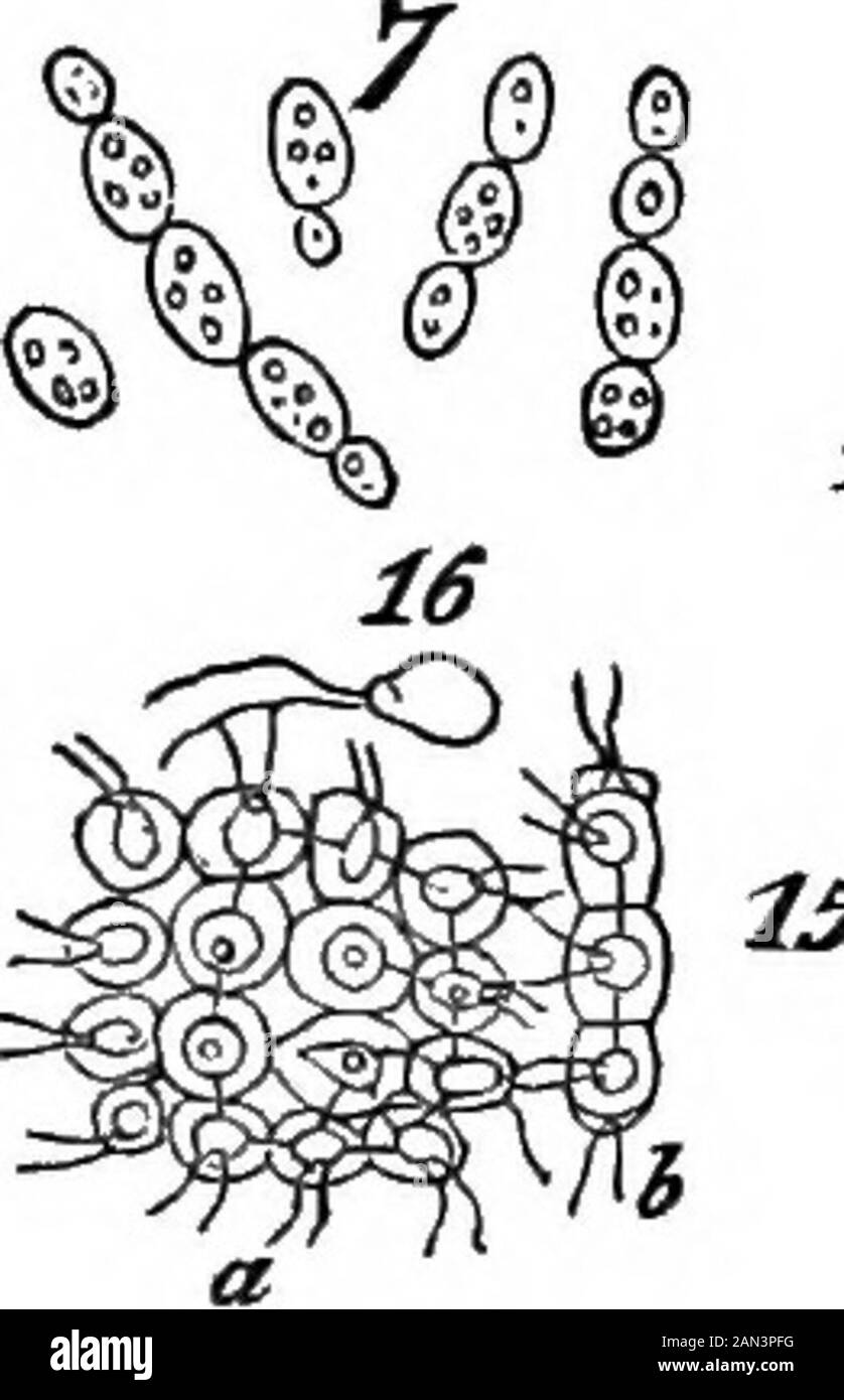 The principles of biology . cells pass from their original spherical symmetry into radialsymmetry, as they pass from a state ia which they are simi-larly-conditioned on all sides, to a state in which two of theiropposite sides or ends are conditioned ia ways that are likeone another, but imlike the ways in which all other sides areconditioned. Still more instructive are the morphological difierentiationsof those protophytes ia which the first steps towards a higherdegree of iategration are shown. Fig. 9 represents one ofthe transitional forms of Desmidiacece. Iji it we see that thetwo inner ha Stock Photo