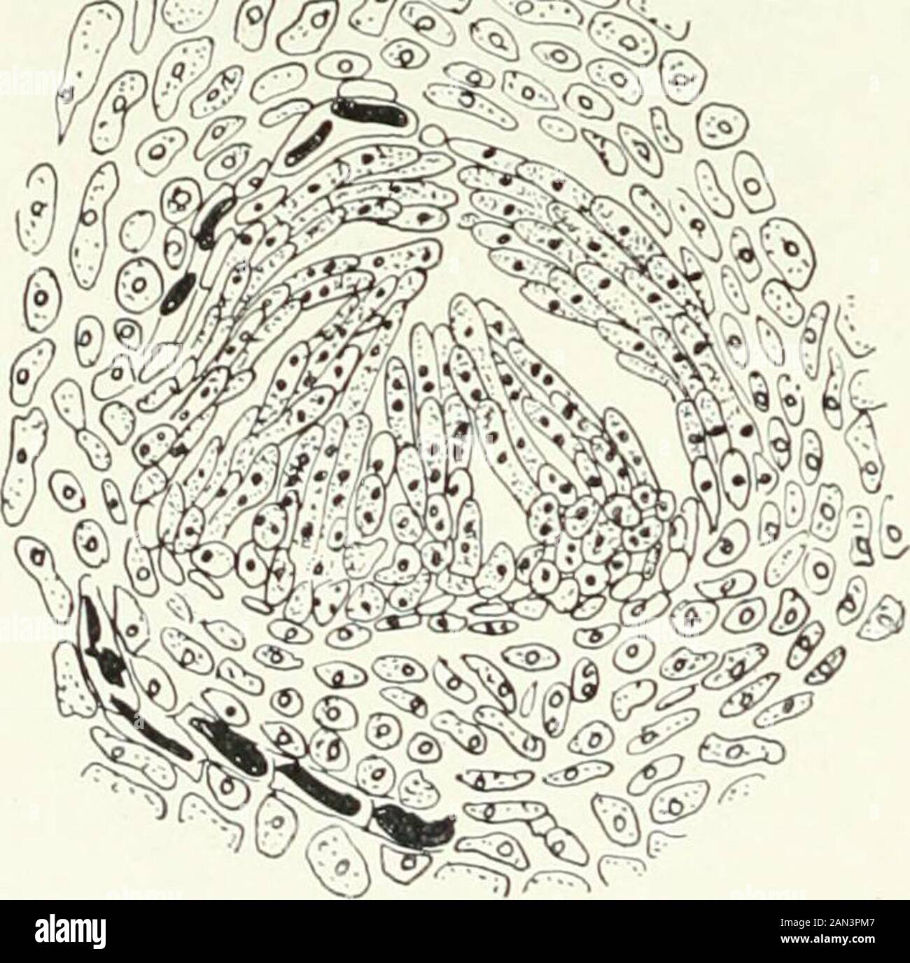 Fungi, Ascomycetes, Ustilaginales, Uredinales . ationof a vegetative and a female nucleus. The binucleate character of the later formed large cells may, as hesuggests, be due to conjugate division, but, since he finds that the numerousbinucleate cells in the sheath1 are the result of rapid growth, this characterin the large cells is evidently susceptible of the same explanation. In anycase the rest of the archicarp degenerates and owing to the refractorycharacter of the material the ascogenous hyphae could not be further traced. According to Blackman and Welsford, all the cells of the archicar Stock Photo