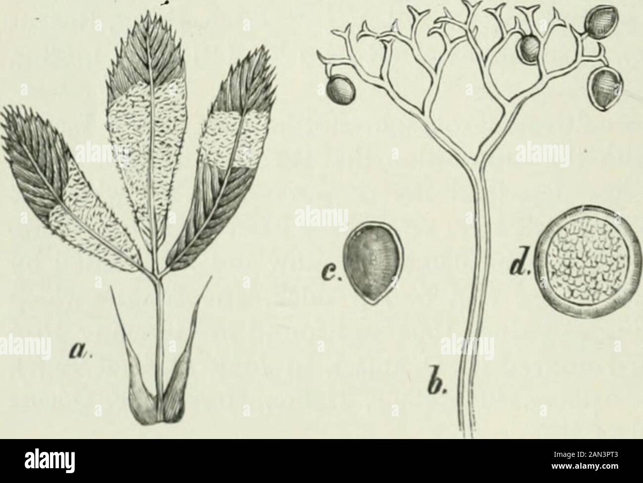Danish fungi as represented in the herbarium of ERostrup . bes-holm Skov!; F. Vejstrup Aaskov. Vicia sativa. F. Vejstrup Aaskov; L. Vester-borg. Fjcia angustijolia. J. Skive!, Viborg!. Ficia lathyroides. J. Skive!. Pisumsativum. Common in the gardens. J. F. (Skaarup ^^/e 71), S. L. etc. Pisumarvense. J. Tylstrup!. Lathyrus pratensis. F. Klingstrup. Lathyrus Silvester. J.Horsens!, F. Vejstrup Aaskov, Trolleborg; S. Vejenbred (R. Fejlberg); L. Gron-negade. Orobus tuberosus. J. Viborg!; S. Brede. Orobus niger. F. Svenborg. 72. Peronospora trifoliorum de By., Syll. VII ^ Fisch. IV ^,KWerens Bladsk Stock Photo