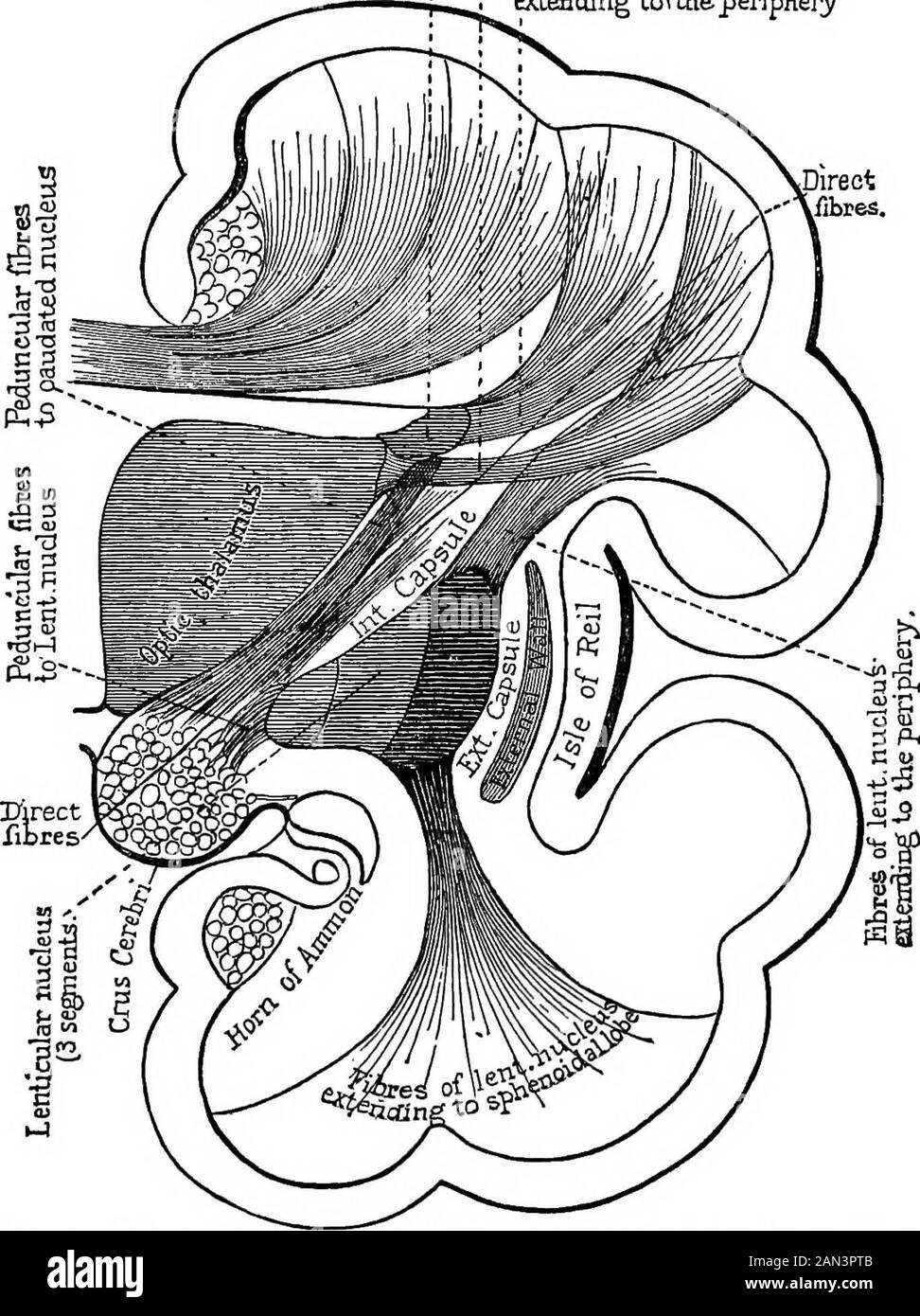 Lectures on localization in diseases of the brain, delivered at the Faculté de médecine, Paris, 1875 . re.Fig. 30, borrowed from Meynert (loc. cit., Fig. 233), representing the anteriorsection of the brain of a monkey (Cercocebus cinomolgus), very well exhibits thedirection of the principal fasciculi of the antero-posterior system of association.There are to be seen the fibres uniting two convolutions (fibrcz propria)^ welldescribed by Gratiolet, ^& fasciculus arcuatus, the fibres of which extend beneaththe corpus callosum from the occipital to the frontal lobe ; the inferior longitudinalfas Stock Photo