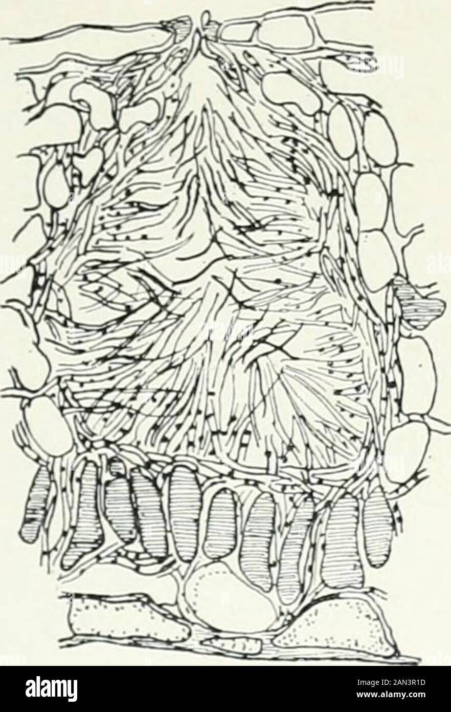 Fungi, Ascomycetes, Ustilaginales, Uredinales . he cell. All attempts to bring about the germination v] HYPOCREALES ?47 of these spermatia have failed, and no relation of any kind has been de-monstrated between them and the female organ, consequently they must be inled as no longer functional, and their original use can be inferred onlyfrom their structure. Their small size, scanty contents, and large nucleussuggest that they are more appropriately constituted to act as fertilizingi i 111s than as a means of vegetative propagation. The archicarp first appears as a multinucleate hypha, which be Stock Photo