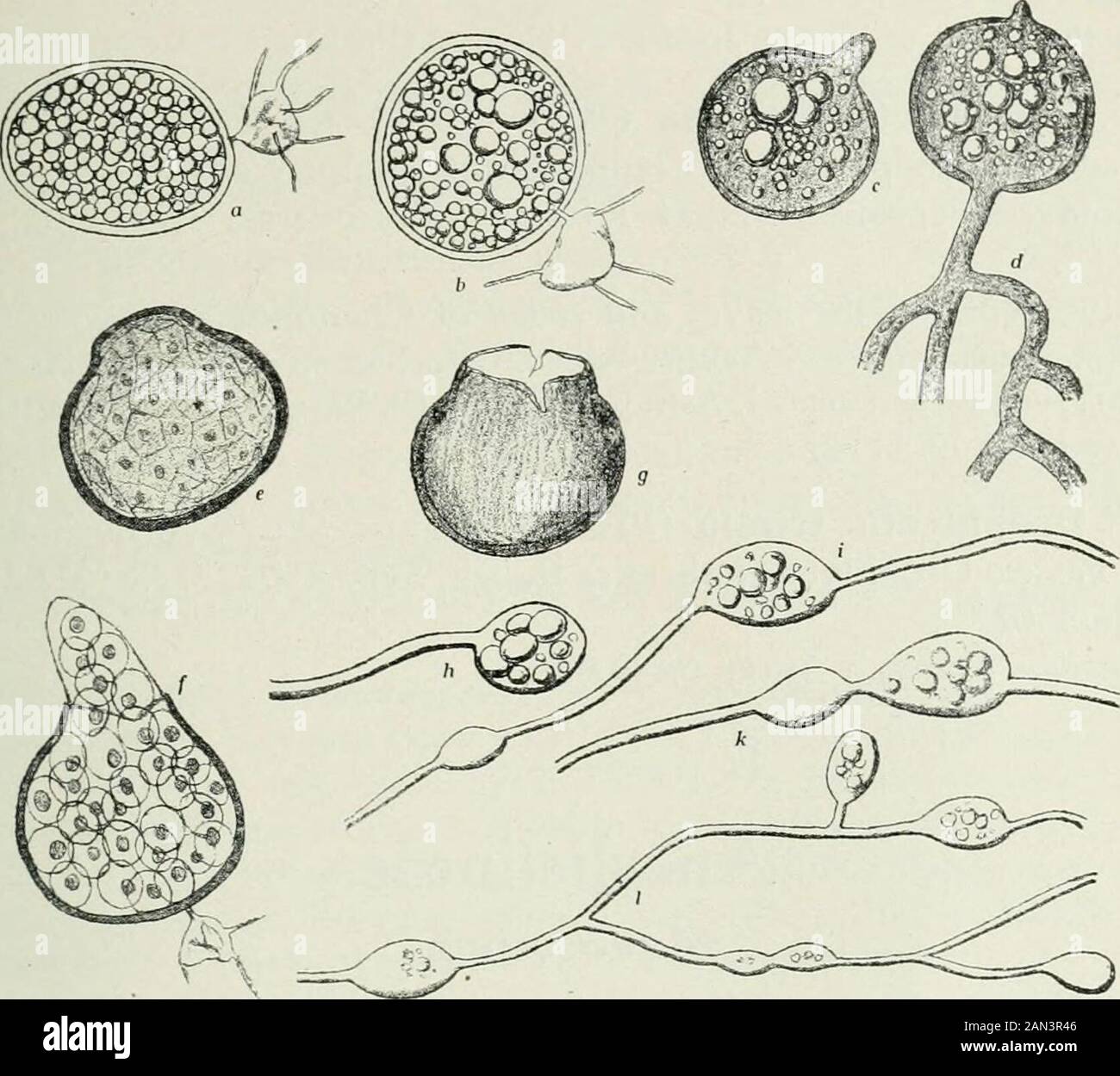 Danish fungi as represented in the herbarium of ERostrup . -^, crass. 12—16 ^ pallido-fuscae, pellucidae. (See fig. tab. I). Besides in Denmark proper this fungus has been found twice inGreenland (Lind 10 b) and in Iceland (R 03 b -«^) as well as inSweden, Belgium and France (see Vgr. 02 ®^).. Fig. 1. Physoderma myriophylli (Rostrup).a and b: Resting spores with their appendicular cells; c and d: Spores germinating withhyphae; e: A spore being about the metamorphosis into sporangiurrf f: A sporangiumexhausting the ripe zoospores; g: An evacuated sporangium; h—1: Supposed young zoo-sporangia on Stock Photo