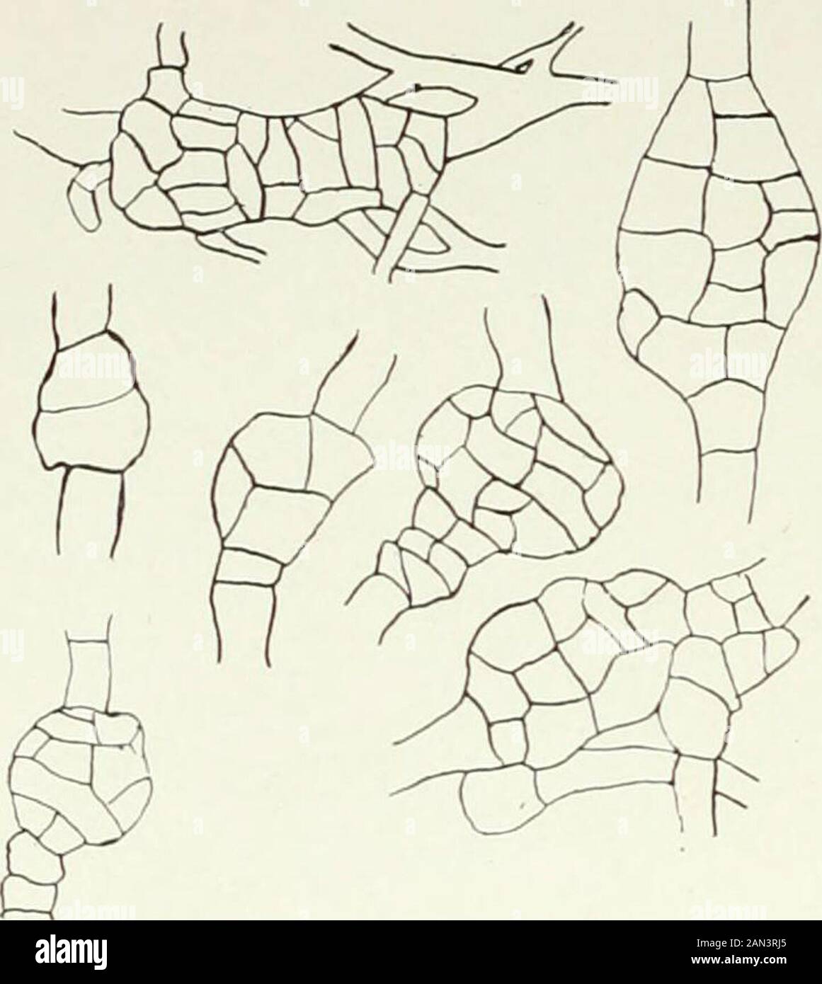 Fungi, Ascomycetes, Ustilaginales, Uredinales . nea cretea and the Ascoboli, where the coiled and septate archicarp isoften still functional. A very common initial organ in forms with embedded perithecia is theshort filament of cells sometimes known as Woronins hypha (fig. 103). Thecells are large and contain well-marked nuclei and lie in a nest of small-celled vegetative mycelium. Woronins hypha has been found among theHypocreales mNectria and among the Sphaeriales in Xylaria an&Hypoxylon; it remains to be shown whether it still functions. It may haveoriginated from the simple archi-carps of Stock Photo