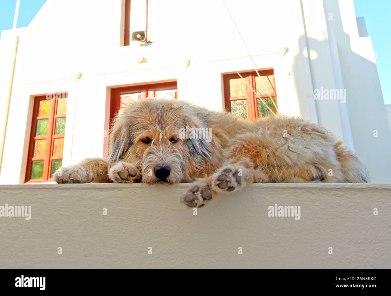 A scruffy dog lying on a wall in front of a small church in the town of Oia in Santorini, Greece. Stock Photo