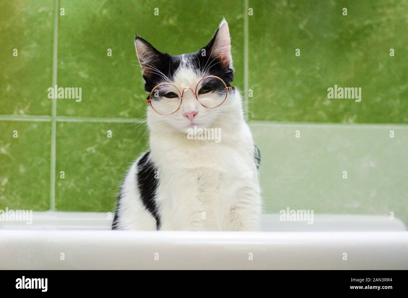 Bicolor cat with glasses judging you Stock Photo
