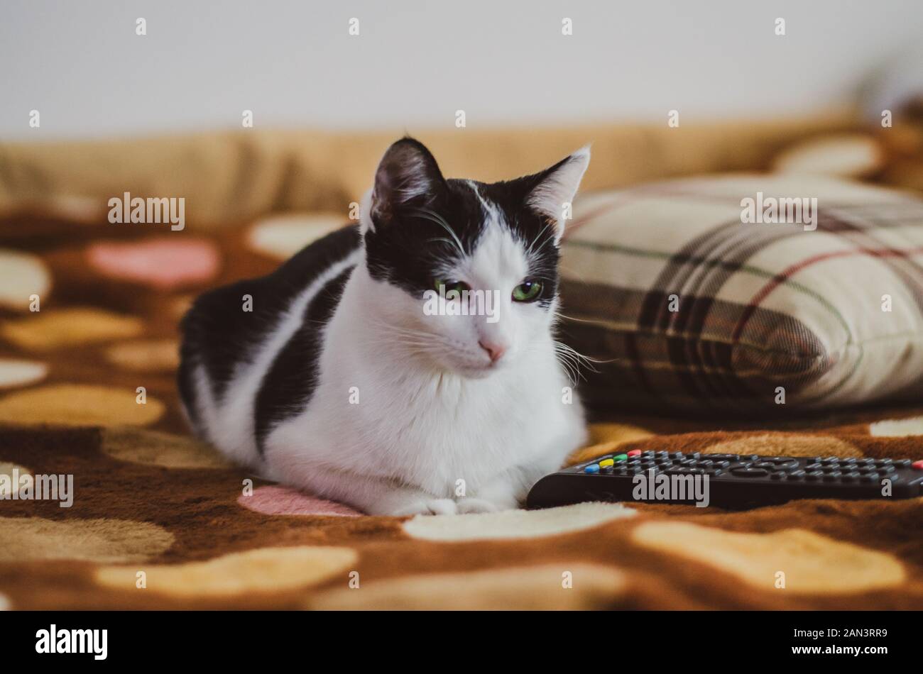 Black and white cat watching TV Stock Photo