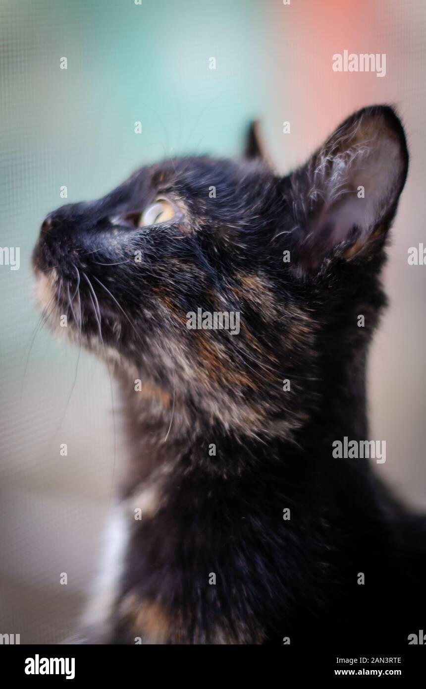 Tortie kitten paying attention at flying birds Stock Photo