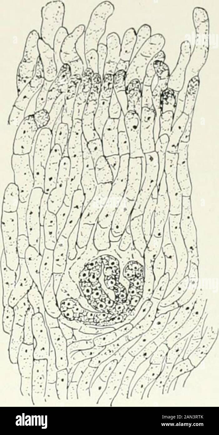 Fungi, Ascomycetes, Ustilaginales, Uredinales . Fig. 10:. Polystigma rtibrumTiQ,.; maturearchicarp, x Koo; after Blackmail andWelsford.. Fig. 103. Xylaria polymorfha (Pers.) Crev.archicarp embedded in stroma, x 1000. readily be derived from the first. It occurs in forms where the perithecium isimmersed either in the substratum or in a stroma, and its essential characteris the prolongation of the tip of the archicarp to form a trichogyne-like01 an. The appearance of this structure is associated with the developmentofspermatia in spermogonia. Archicarps of the type in question are foundin Polyst Stock Photo