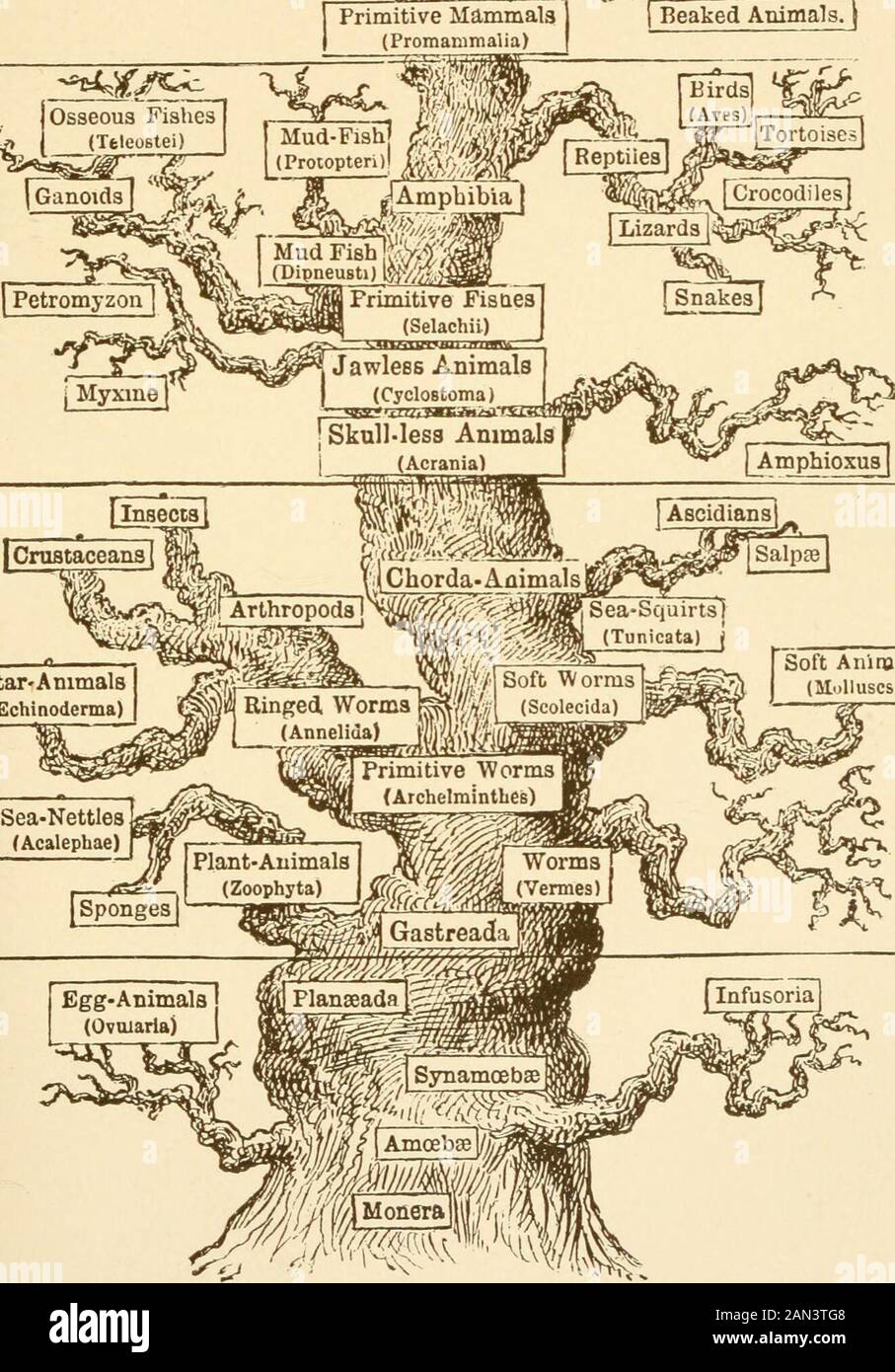 The evolution of man: a popular exposition of the principal points of human ontogeny and phylogenyFrom the German of Ernst Haeckel . [Pcuched Animal^P^:^^^^ Primitive Mammals(Promanimalia) Sf^^^ ^Af*^! (TeleoBtei Mud-Fish^ fl^M. Beaked Animals.  g^ I Crustaceans] ^ Si^^ StaTAnimals(Echinoderma) Soft Aniroals (]^ollUSCSJ j Nil  00 O y C5 el ;! = « Q) g &gt;a, o ?^ 2.5 S y (? o ( S9 ) TABLE XXV. Pedigree of Apes. fBanEguio QpE^li^xt fHattAlalus Gorilla Chimpanzee Gorilla Engeco •africani;Han4ihr ^pcs Orang-Outang Satynts U Gibbon Uylobates Asiatic|Han4ikc Spta £Han^ihe ^vcsAnthropoides Silk Ap Stock Photo