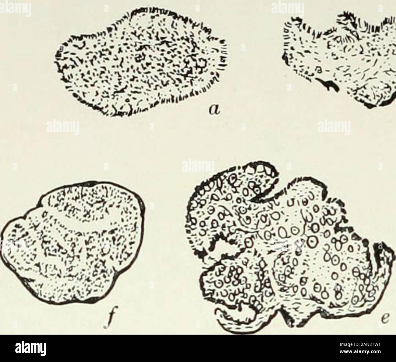 Fungi, Ascomycetes, Ustilaginales, Uredinales . gina-tions of the upper surface, and internally the loose tissue of the sterile veins1 01 nes recognizable. Owing to the rapid growth of the upper portion of the young fruit, thebasal sheath is bent backwards, while at various points along the fertile veinsthe first signs of asci appear. Later the peripheral tissues become thickened,together with the remains of the basal sheath, and form the peridium. Thisultimately closes over the points where the fertile veins are in communicationwith the exterior. Thus the young fruit is open at first, the hym Stock Photo