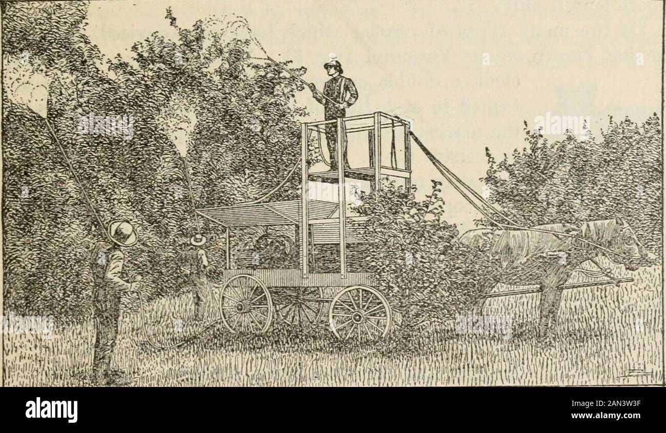 Important insecticides : directions for their preparation and use . ^ of 200 or 300 gallons. Such an apparatus enables an ele-vated platform to be mounted on the wagon and tank, greatly facili-tating spraying of the higher parts of trees, as indicated in theaccompanying illustration (fig. 4). The ideal sprayer for extensivework combines such a tank, with platform, with gasoline or steampower spray pump.. Fig. 4.—Power sprayer at work iu apple orchard. (From Scott and Quaintance.) Geared sprayers.—For low-growing regidarly planted crops it issometimes possible to use spraying apparatus which ge Stock Photo