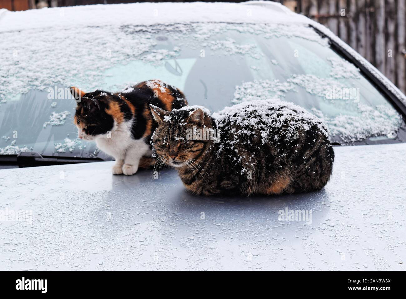 Two stray cats in a cold snowy winter day Stock Photo Alamy