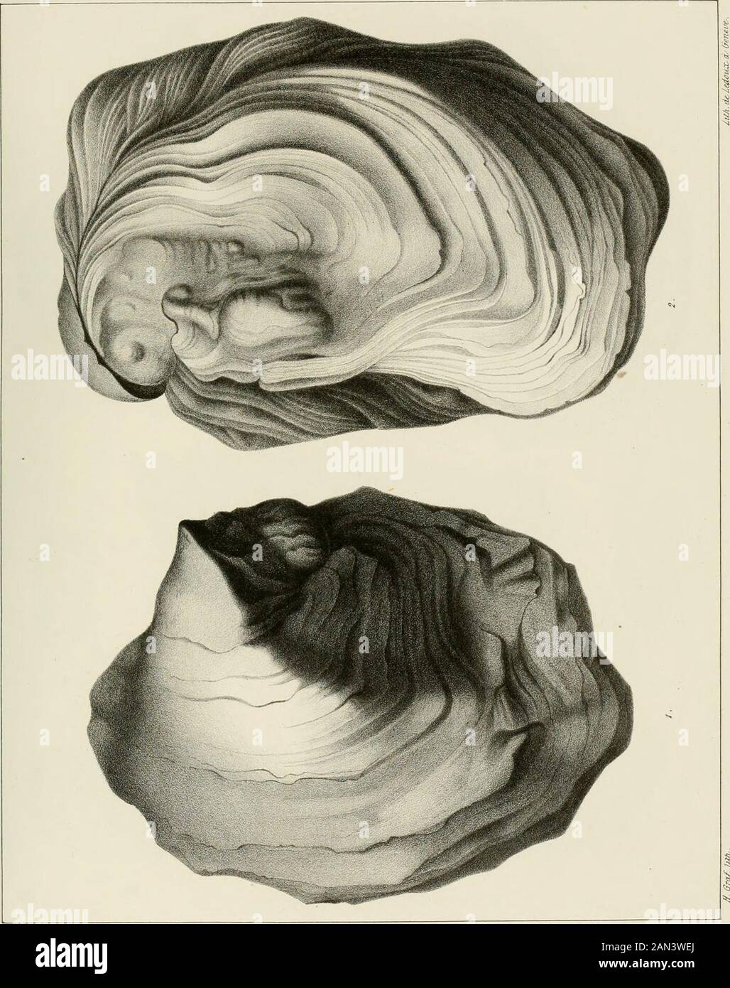 Memoires de la Société de physique et d'histoire naturelle de Genève . ^*(*7.t2Îs-jiî,ai7/ttc- ti- ire/ttiwe . Fig. 1 et 2. Spoiulyliis Brunnen.  Fié. 3 . Plicatula i-adiolaFié- 4. P. ôupôitis.  Firi . 5. P. StPidili.s .   Fio. 6 . Ostrea arduennensi.s. PI. 4a. Stock Photo