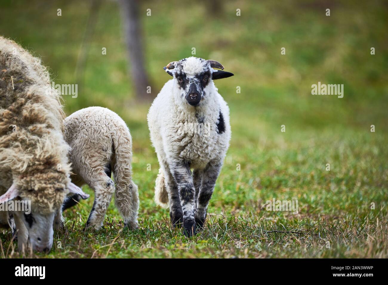 Lamb Closeup (Ovis aries) Stock Photo