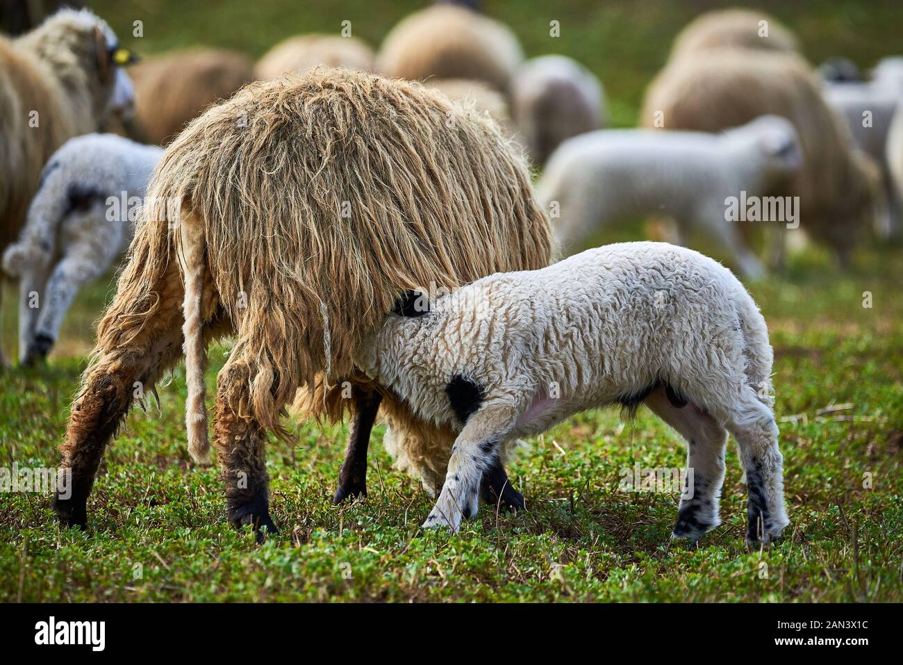 Lamb drinking milk hires stock photography and images Alamy