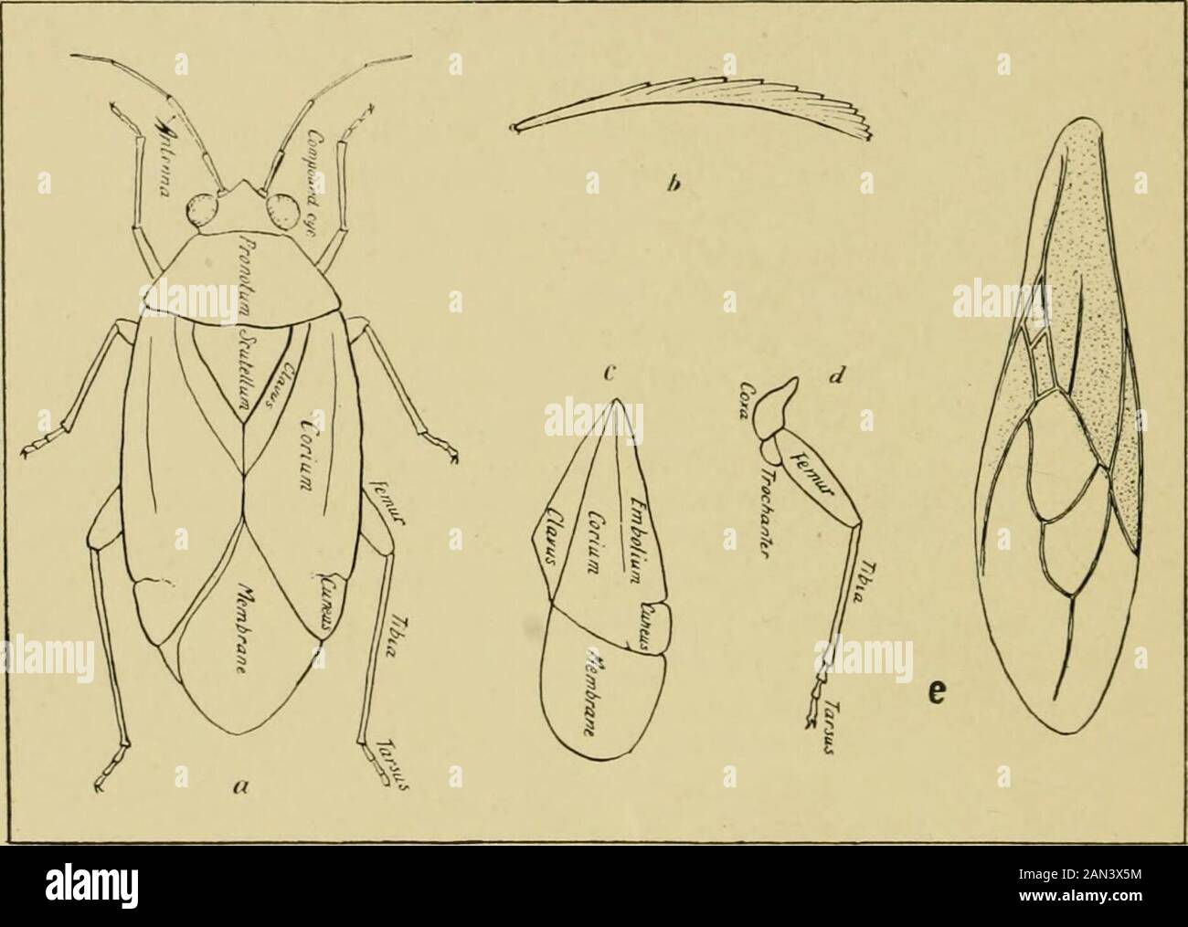 Handbook of medical entomology . t one to five closely crowded, thus the stigmata of seg-ments three to five apparently lying in one segment; segmentsfive to eight with lateral processes; telson without lateral conical appendages (fig. 69). Crab louse of man Phthirus pubis. 276 Hominoxious Arthropods dd. Eyes indistinct or wanting; pharyftx long and slender, fulturae very-slender and closely applied to the pharynx; proboscis very long. Several genera found upon various mammals HiEMATOPiNiD^E. CO. Body swollen; meso- and metathorax, and abdominal segments two toeight each with a pair of stigmat Stock Photo