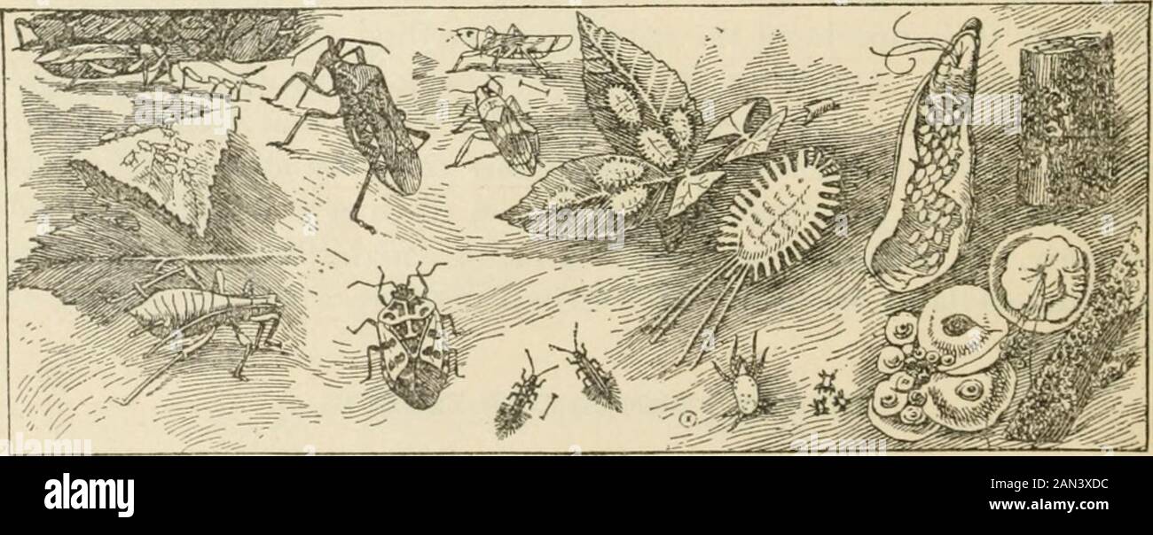 Important insecticides : directions for their preparation and use . Fig ...